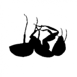 dontkilltheants